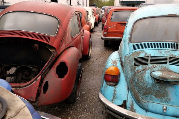 VW Beetles